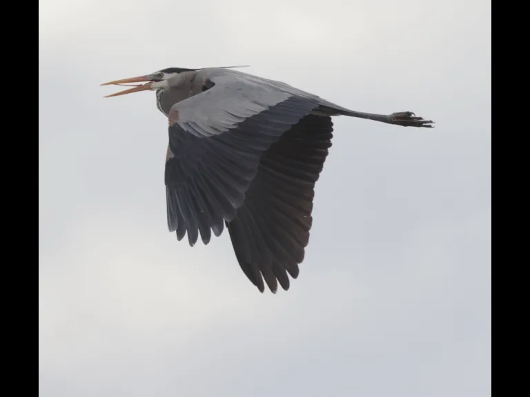 A great blue heron in Southborough, photographed by Steve Forman.
