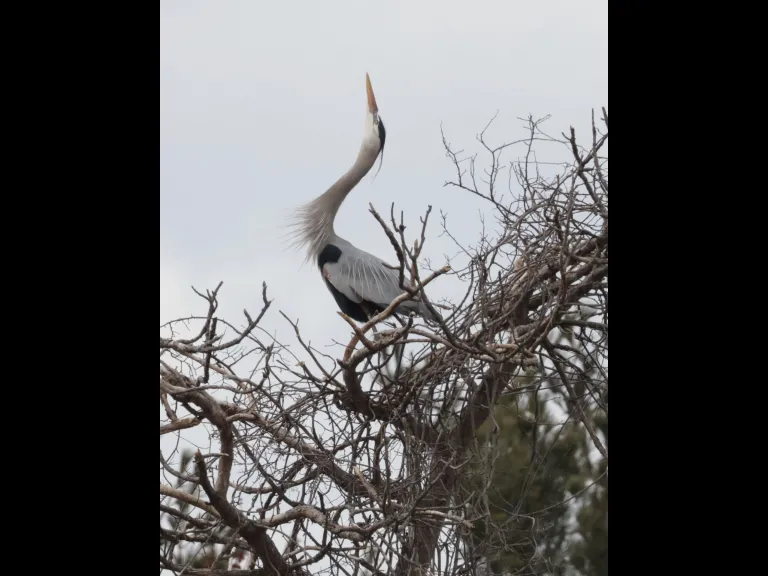 A great blue heron in Southborough, photographed by Steve Forman.