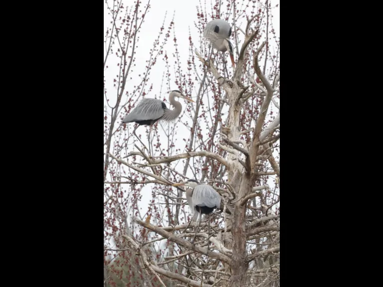 Great blue herons in Southborough, photographed by Steve Forman.