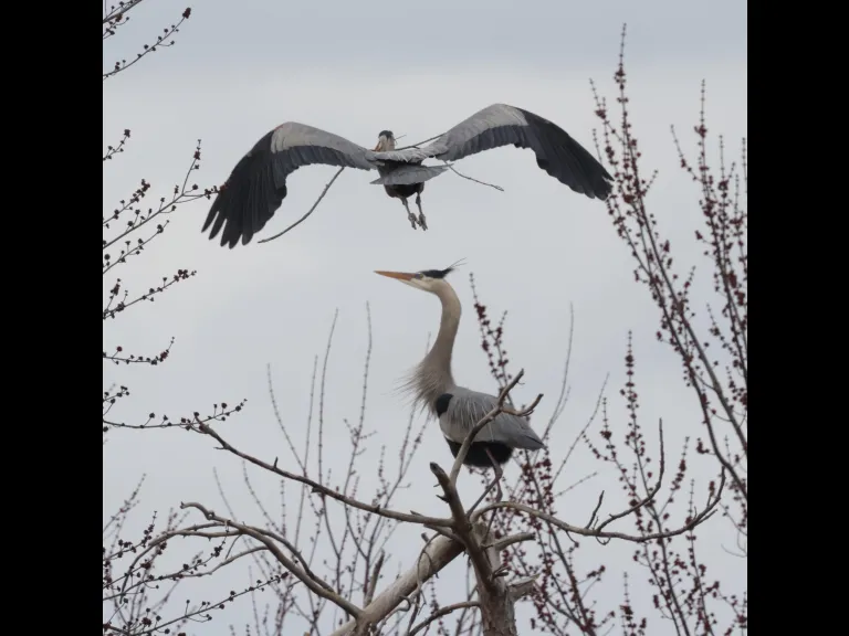 Great blue herons in Southborough, photographed by Steve Forman.