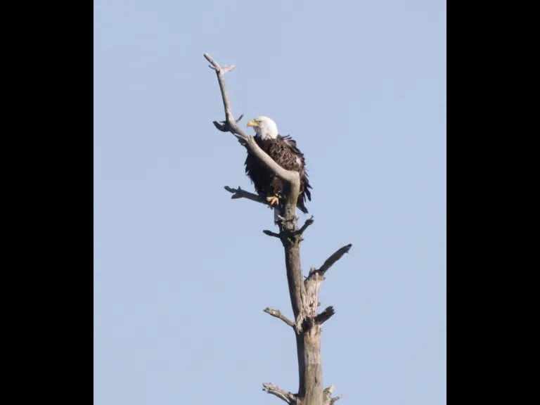 A bald eagle at the Sudbury Reservoir in Southborough, photographed by Steve Forman.