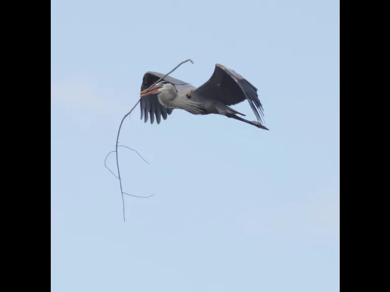 A great blue heron in Southborough, photographed by Steve Forman.