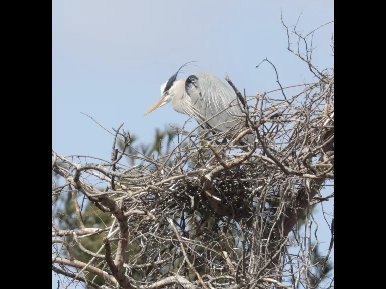 A great blue heron in Southborough, photographed by Steve Forman.