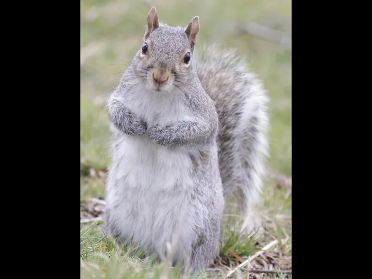 A gray squirrel at Farm Pond in Framingham, photographed by Steve Forman.