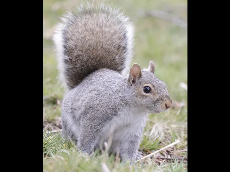 A gray squirrel at Farm Pond in Framingham, photographed by Steve Forman.