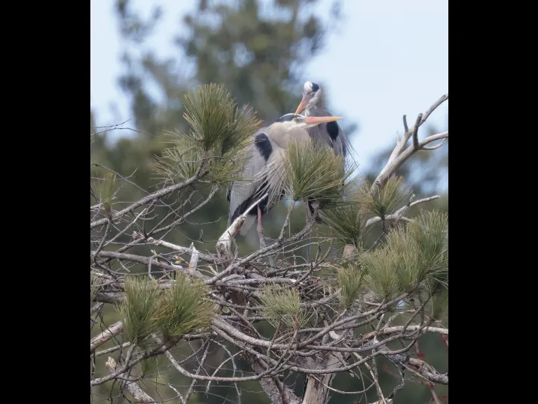 Great blue herons in Southborough, photographed by Steve Forman.