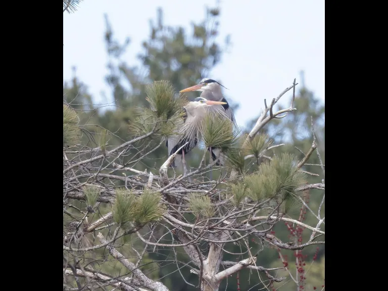 Great blue herons in Southborough, photographed by Steve Forman.