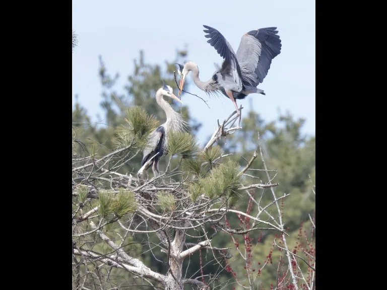 Great blue herons in Southborough, photographed by Steve Forman.