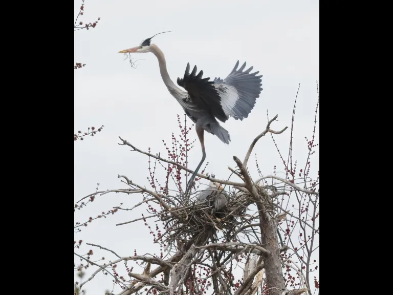 Great blue herons in Southborough, photographed by Steve Forman.