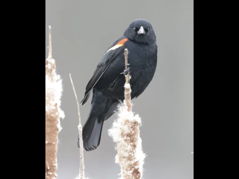 A red-winged blackbird at Farm Pond in Framingham, photographed by Steve Forman.