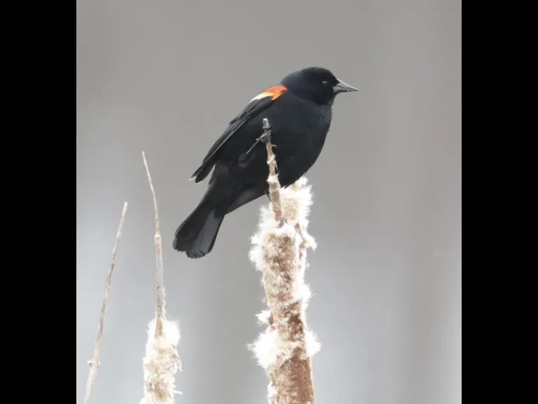 A red-winged blackbird at Farm Pond in Framingham, photographed by Steve Forman.