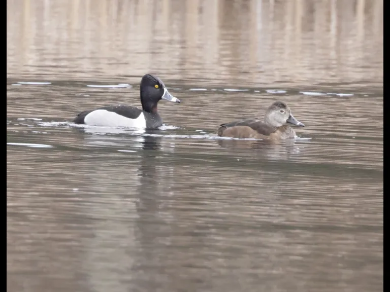 Ring-necked ducks at MacCallum Wildlife Management Area in Northborough, photographed by Steve Forman.