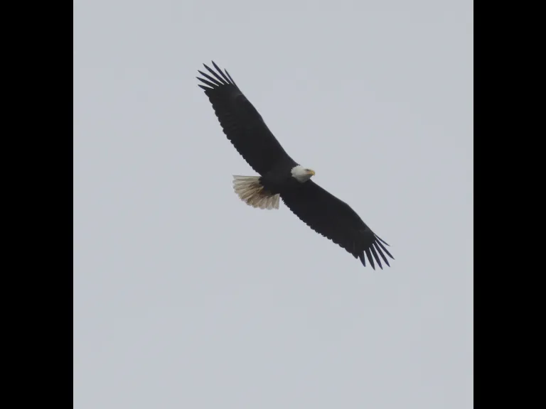 A bald eagle in Southborough, photographed by Steve Forman.