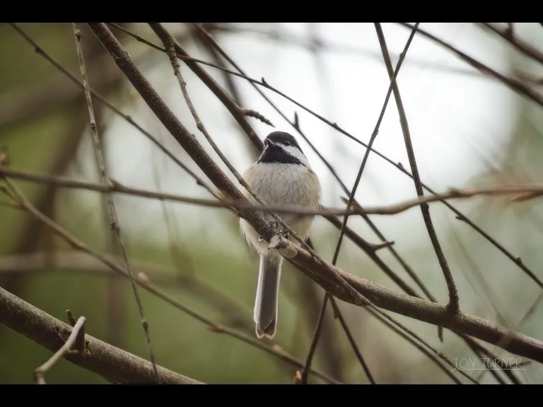 A black-capped chickadee in Harvard, photographed by Jon Turner.