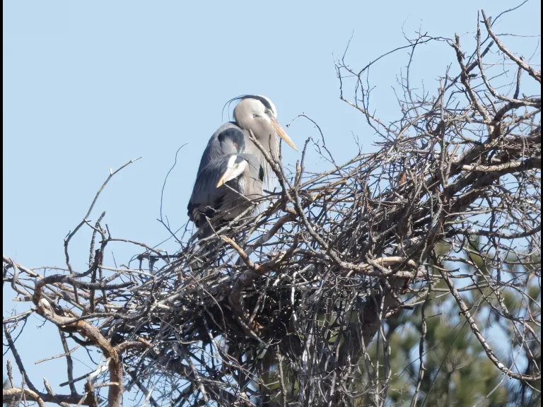 A great blue heron in Southborough, photographed by Steve Forman.