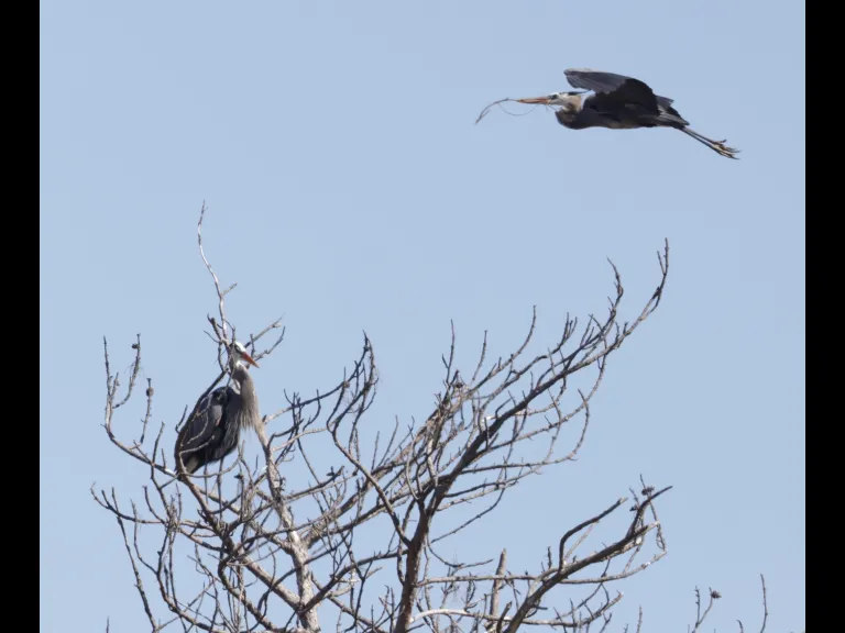 Great blue herons in Southborough, photographed by Steve Forman.