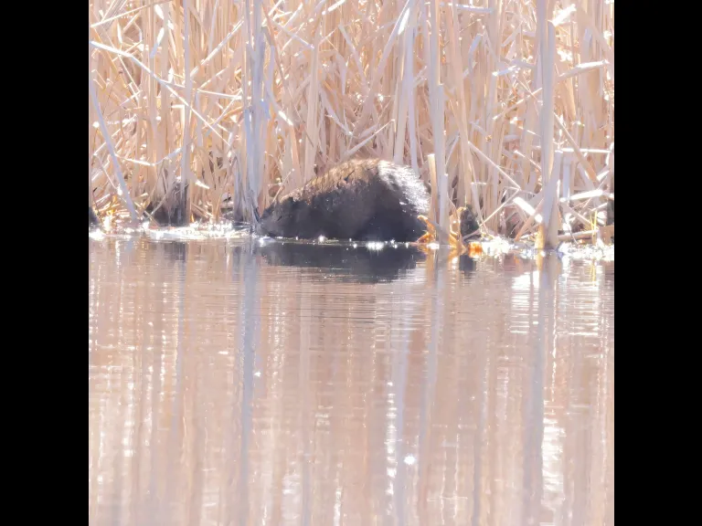 A muskrat at MacCallum Wildlife Management Area in Westborough, photographed by Steve Forman.
