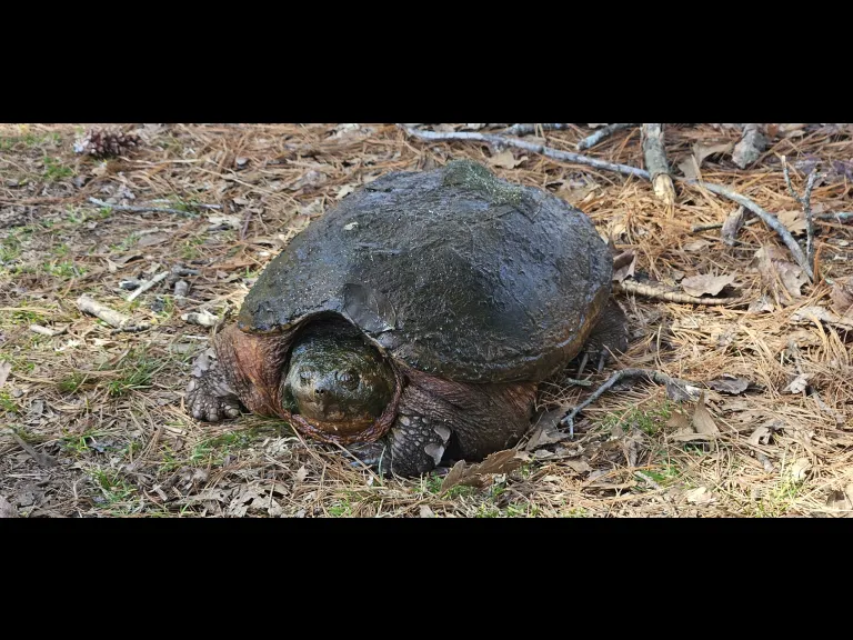 A snapping turtle at Assabet River National Wildlife Refuge in Maynard, photographed by William Watt. A snapping turtle at Assabet River National Wildlife Refuge in Maynard, photographed by William Watt.