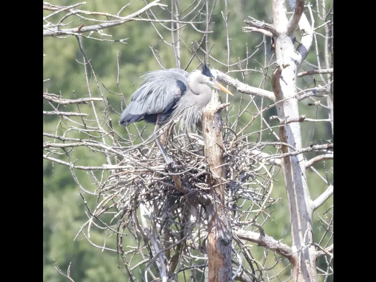 Great blue herons in Southborough, photographed by Steve Forman.