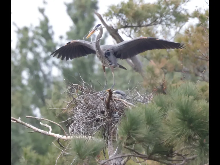 Great blue herons in Southborough, photographed by Steve Forman.