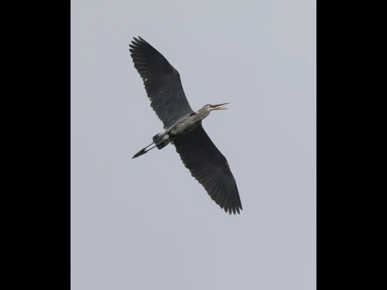 A great blue heron in Southborough, photographed by Steve Forman.