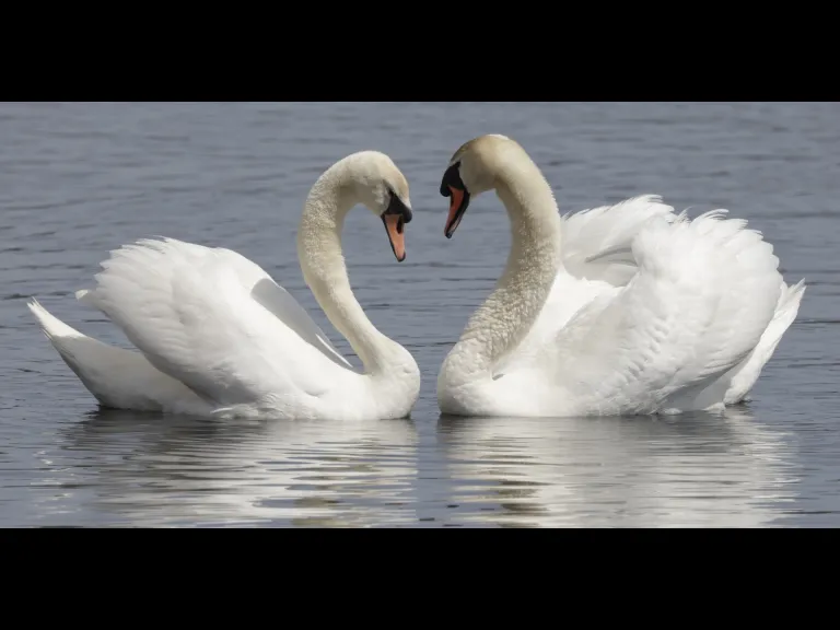 Mute swans at Farm Pond in Framingham, photographed by Steve Forman.