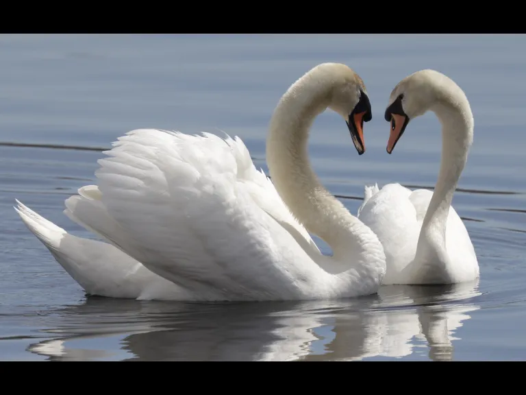 Mute swans at Farm Pond in Framingham, photographed by Steve Forman.