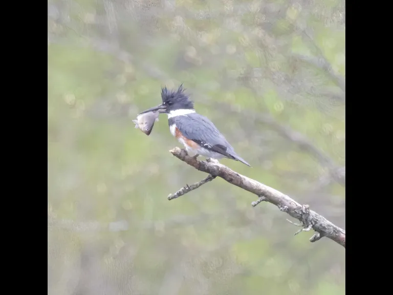 A belted kingfisher at Bruce's Pond in Hudson, photographed by Steve Forman.