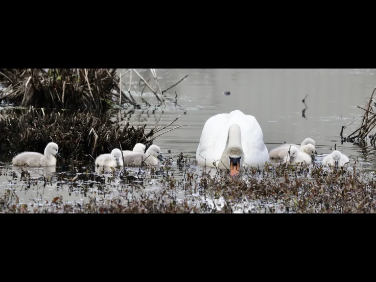 Mute swans at Bruce's Pond in Hudson, photographed by Steve Forman.