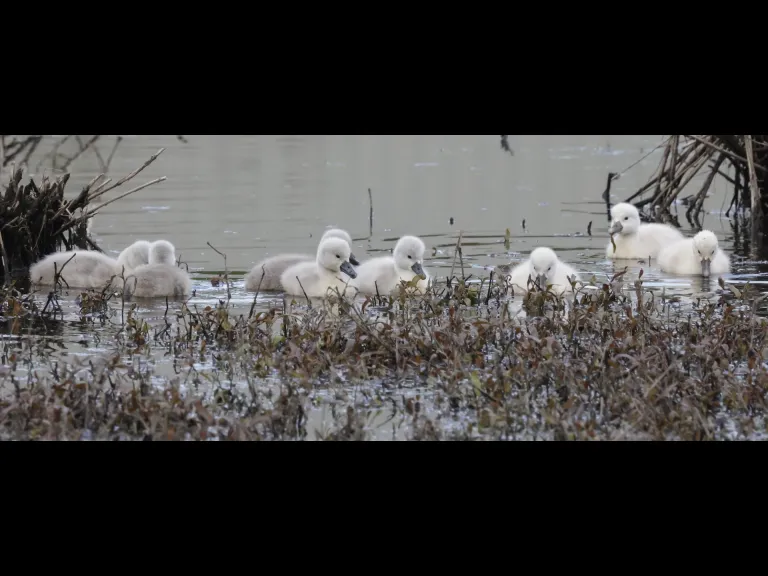 Mute swans at Bruce's Pond in Hudson, photographed by Steve Forman.