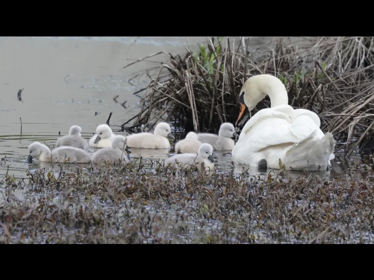 Mute swans at Bruce's Pond in Hudson, photographed by Steve Forman.