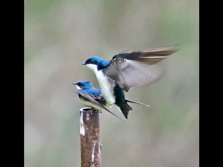 A pair of tree swallows at Mass Audubon's Broadmoor Wildlife Sanctuary in Natick, photographed by Joan Chasan.
