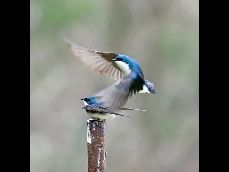 A pair of tree swallows at Mass Audubon's Broadmoor Wildlife Sanctuary in Natick, photographed by Joan Chasan.