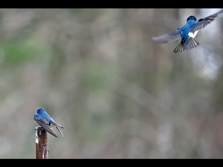 A pair of tree swallows at Mass Audubon's Broadmoor Wildlife Sanctuary in Natick, photographed by Joan Chasan.