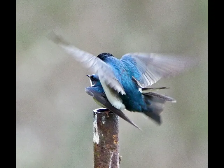 A pair of tree swallows at Mass Audubon's Broadmoor Wildlife Sanctuary in Natick, photographed by Joan Chasan.