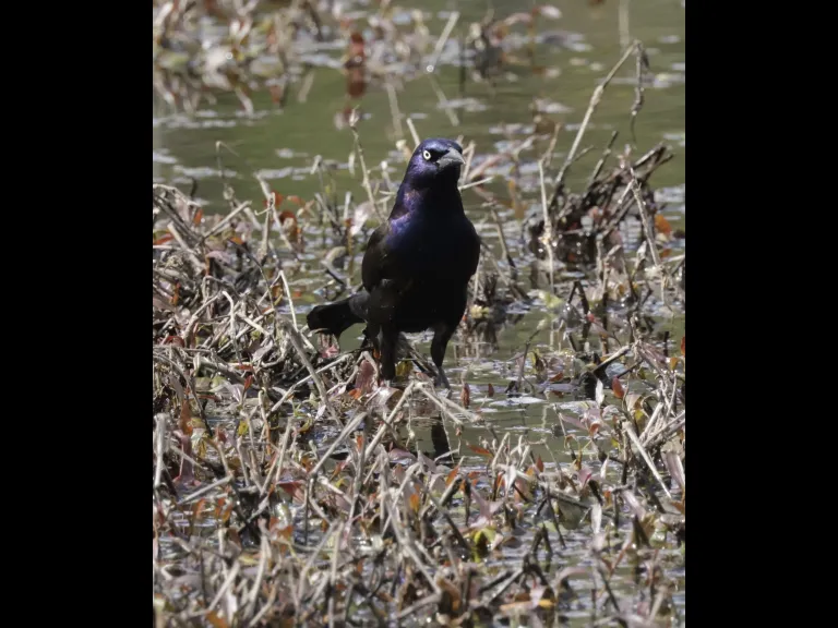 A common grackle at Bruce's Pond in Hudson, photographed by Steve Forman.