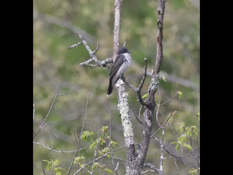 An eastern kingbird at Bruce's Pond in Hudson, photographed by Steve Forman.