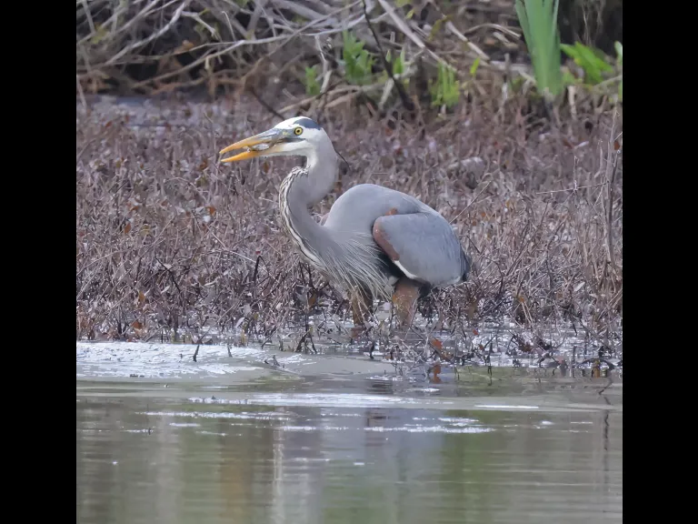 A great blue heron at Bruce's Pond in Hudson, photographed by Steve Forman.
