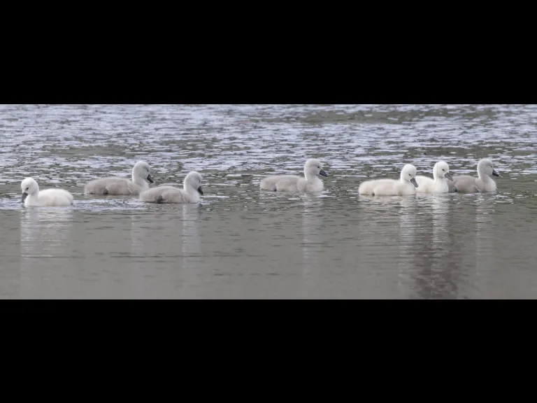 Mute swans at Bruce's Pond in Hudson, photographed by Steve Forman.
