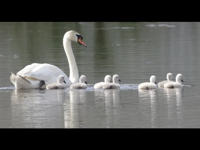 Mute swans at Bruce's Pond in Hudson, photographed by Steve Forman.