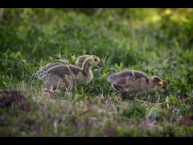 Canada geese in Boxborough, photographed in Boxborough by Jon Turner.