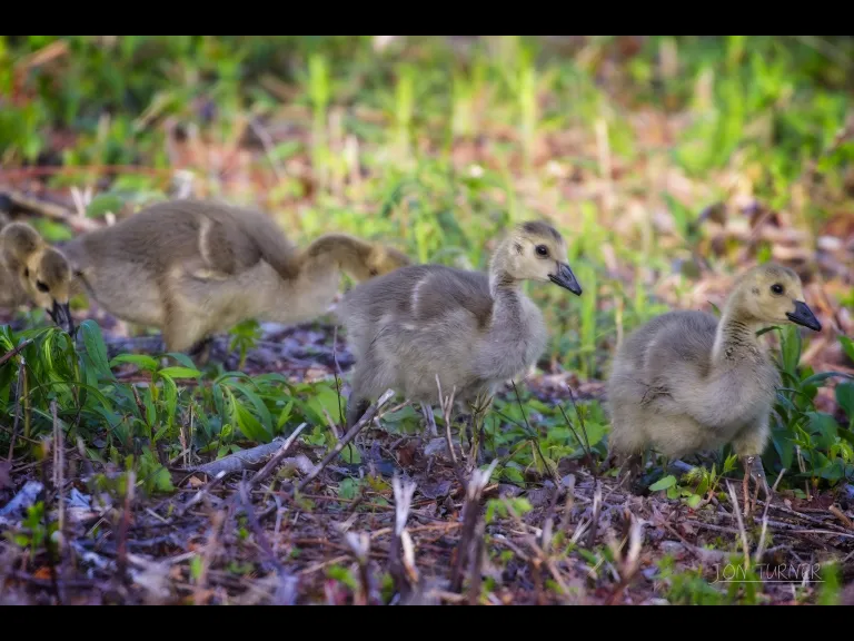 Canada geese in Boxborough, photographed in Boxborough by Jon Turner.
