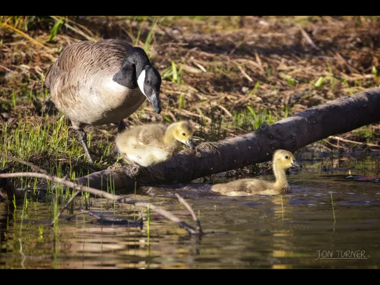 Canada geese in Boxborough, photographed in Boxborough by Jon Turner.