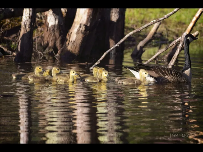 Canada geese in Boxborough, photographed in Boxborough by Jon Turner.