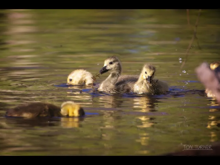 Canada geese in Boxborough, photographed in Boxborough by Jon Turner.