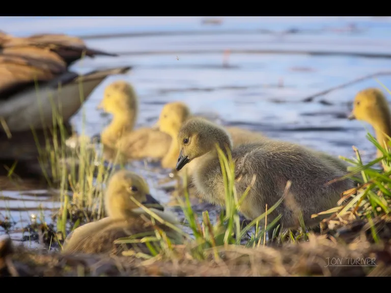 Canada geese in Boxborough, photographed in Boxborough by Jon Turner.