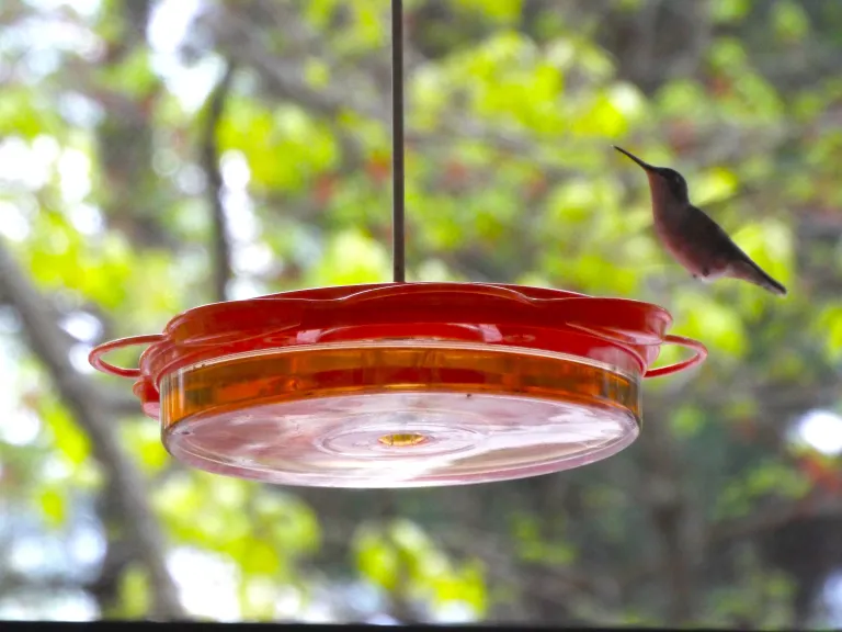 A ruby-throated hummingbird in Harvard, photographed by Robin Right.
