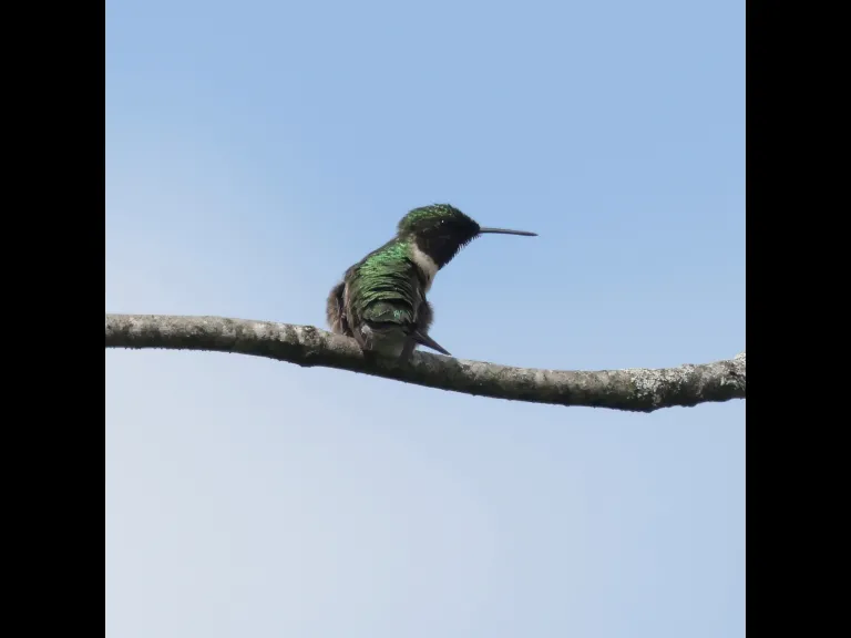 A ruby-throated hummingbird in Southborough, photographed by Steve Forman.