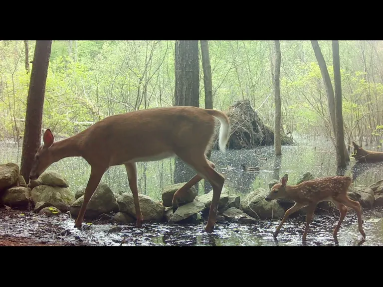 A white-tailed deer, fawn, and wood ducks in Framingham, photographed with an automatically triggered wildlife camera by Margaret McKane.