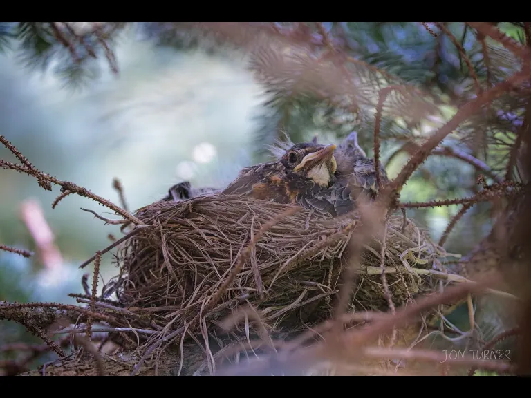 An American robin nest in Harvard, photographed by Jon Turner.